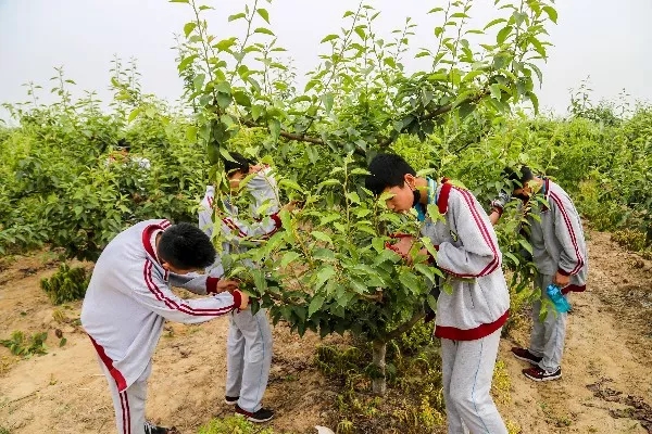 走出校园，增长学识——记羲城中学社会实践课之果树梳果